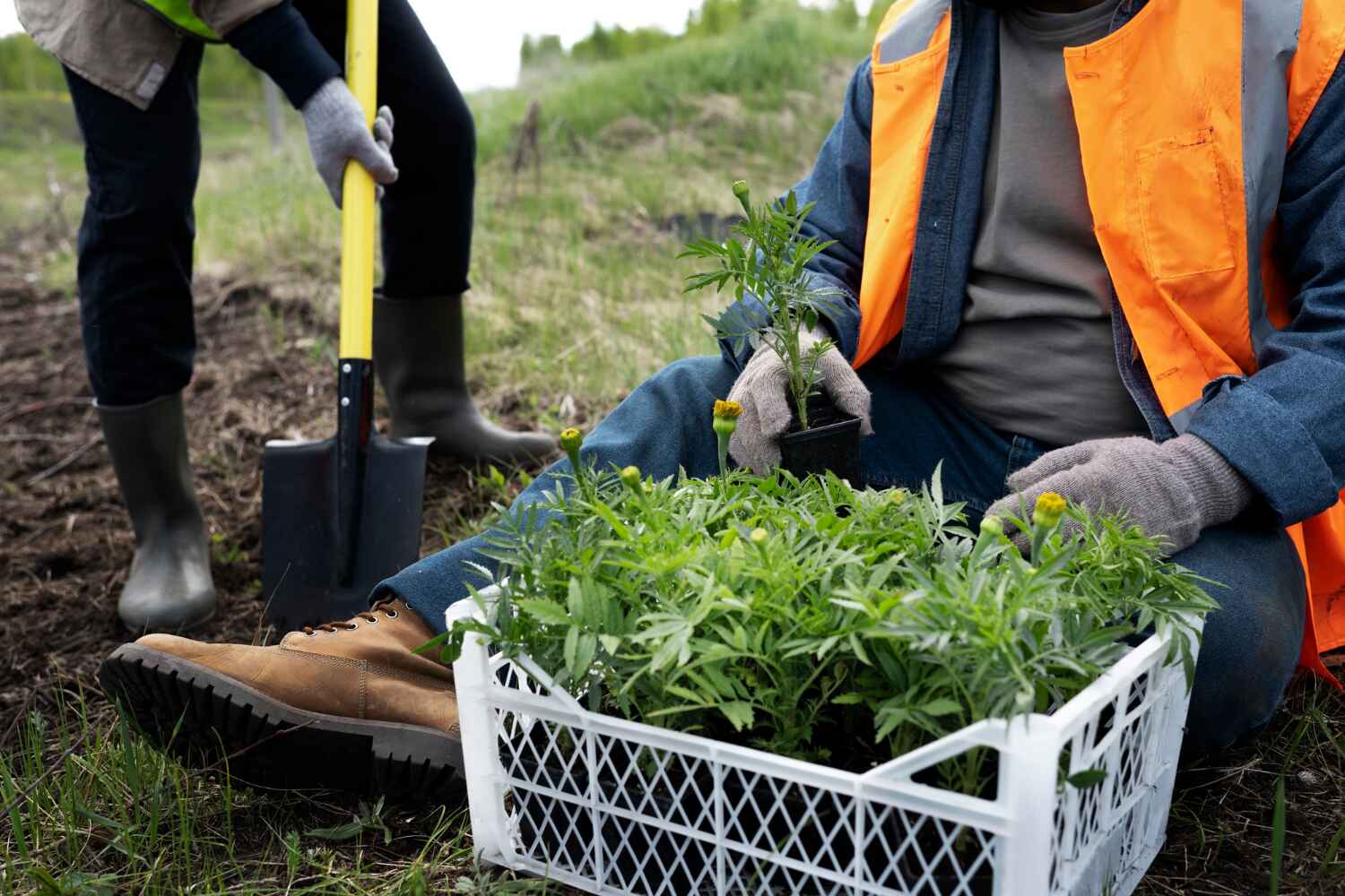 The Steps Involved in Our Tree Care Process in Sand Lake, MI